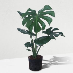 Cây Monstera